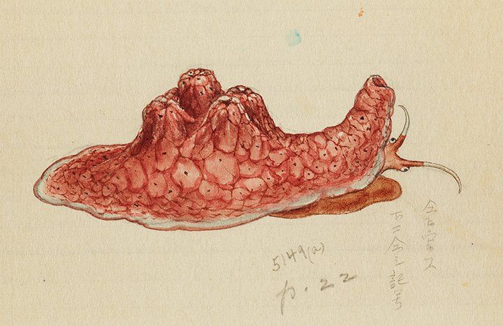 An historic illustration of a red and pink nudibranch with a white and orange edge.
