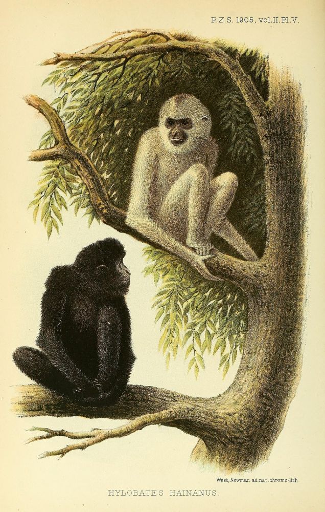 Two gibbons (a ape) one black, one while, sitting in a tree. 