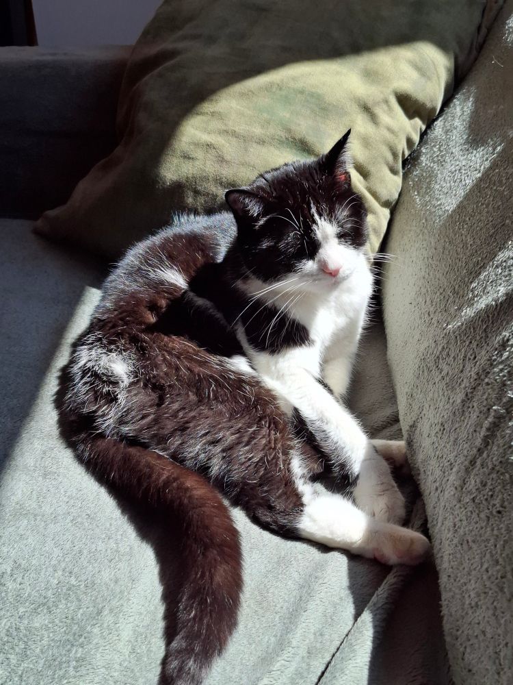 Aki the tuxedo cat lying in a sunny spot on a couch. Her eyes are closed.
