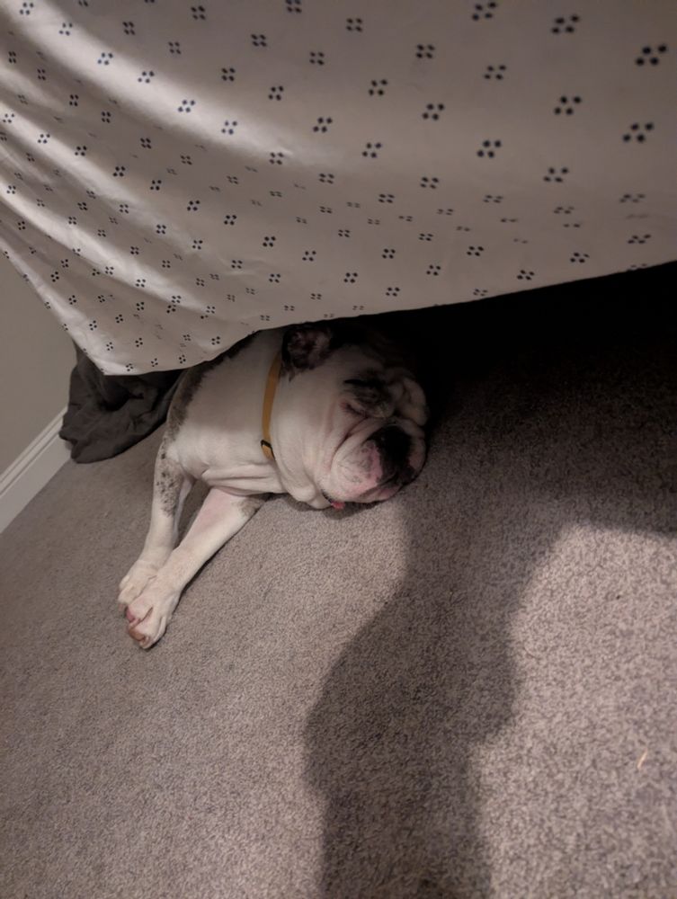 Bulldog sleeping under the bed and snoring