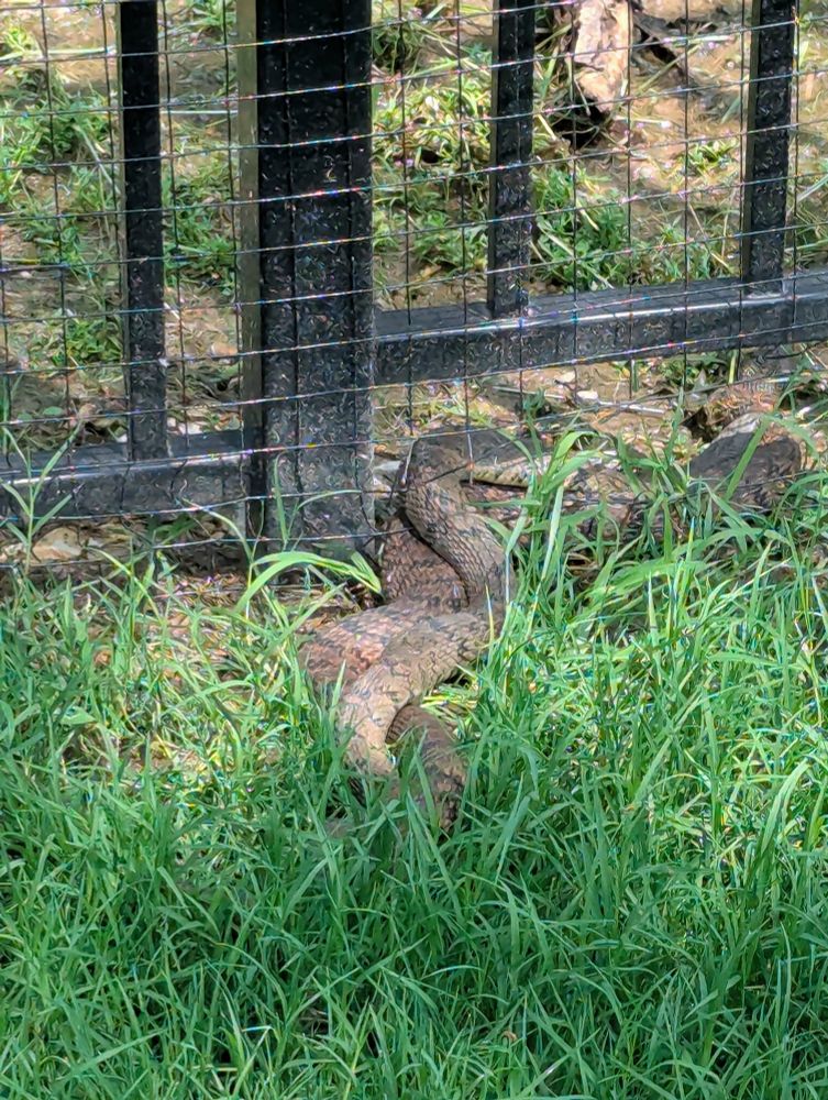 Two cottonmouth snakes mating in my backyard. Not dog friendly. 