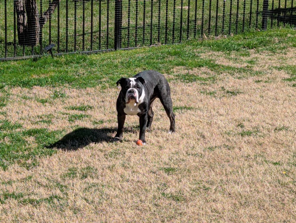 Bulldog out in the yard. 
