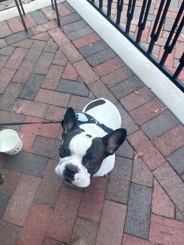 Frenchton sitting in a nice pose, with a water bowl on the left side. It’s a beautiful day out !!!