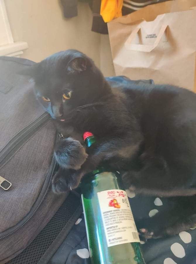 A chubby black cat leaning up against a grey backpack, with a bottle of Soju in paws. 