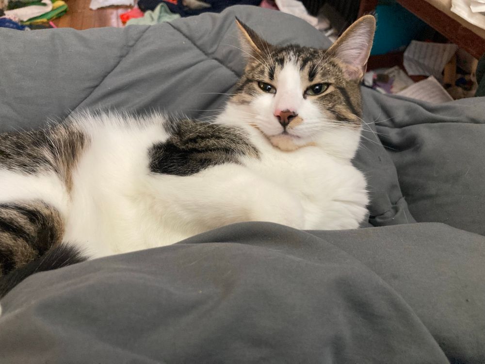 A tabby-on-white cat with one ear flipped partway back, laying on a grey blanket. The blanket is over OP's lap.