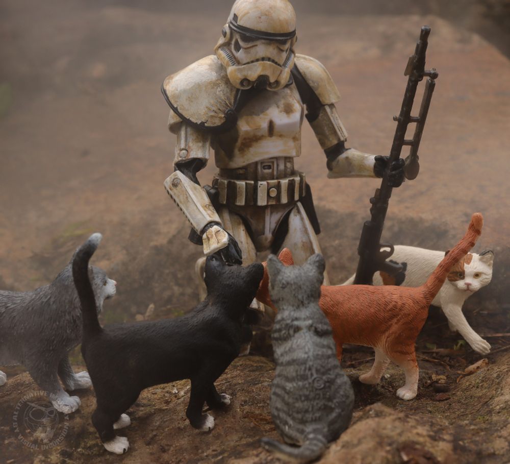 A Stormtrooper is kneeling patting cats. There is 5 cats waiting for the love. 