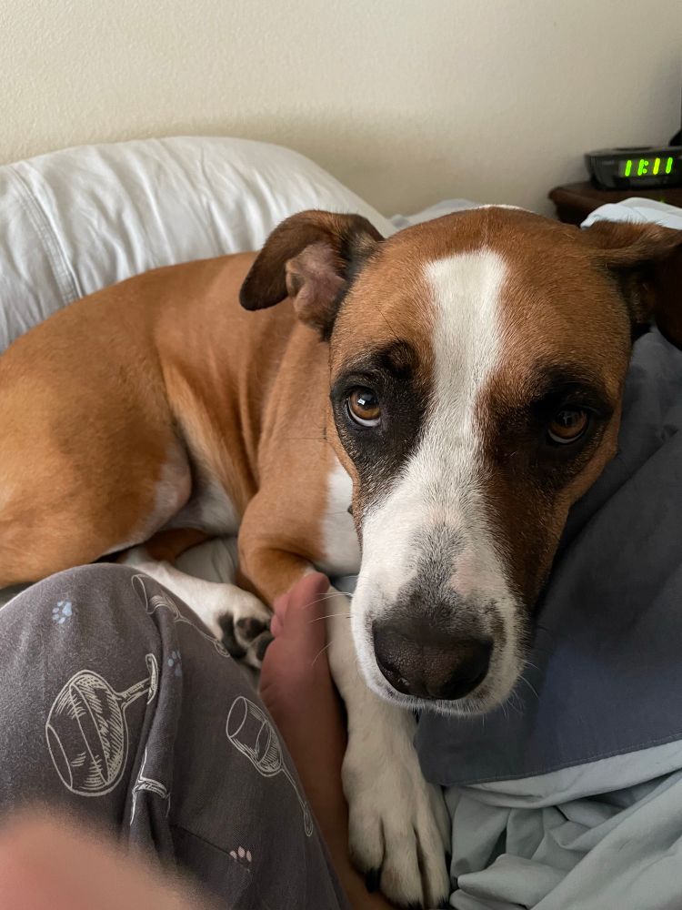 Lucy, staffy pitbull mix hanging out on a bed. She’s looking sheepishly at the camera
