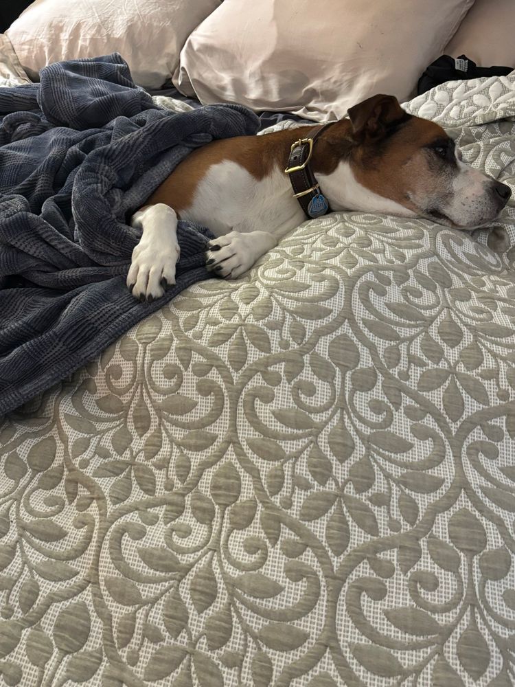 A brown and white staffy pitbull mix under a very fuzzy blue robe, on my bed, wondering why she’s alone