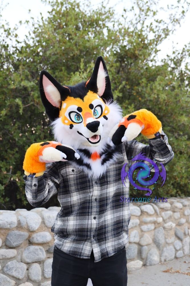 An orange, black, and white koi themed coyote fursuiter is posing for the camera.