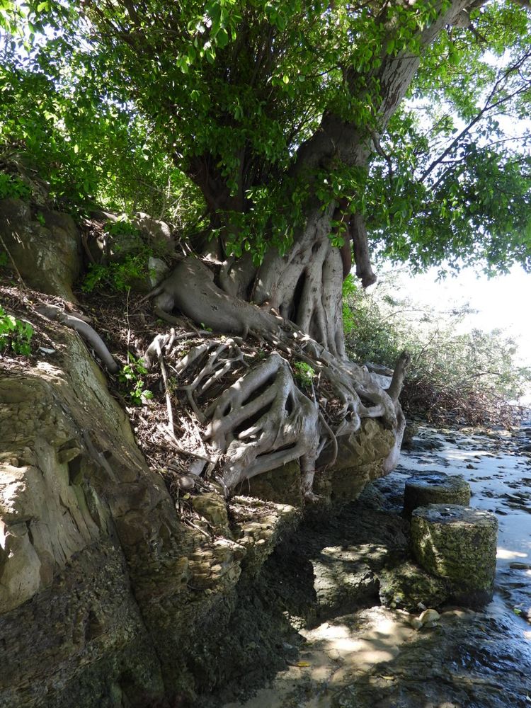 “Never say there is nothing beautiful in the world anymore. There is always something to make you wonder in the shape of a tree, the trembling of a leaf.” ― Albert Schweitzer: theologian, organist, musicologist, writer, humanitarian, philosopher, and physician (1875 – 1965)
