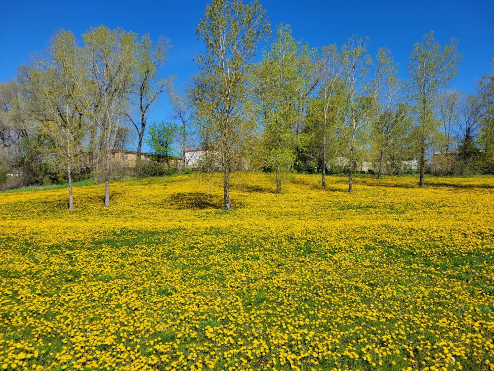 Photo of a field of many thousands of bright yellow dandelions with young cottonwood trees in the background and a bright blue sky.