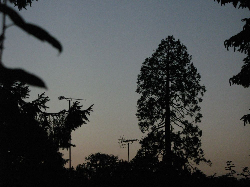 A photo of a tree and a Yagi-Uda antenna 