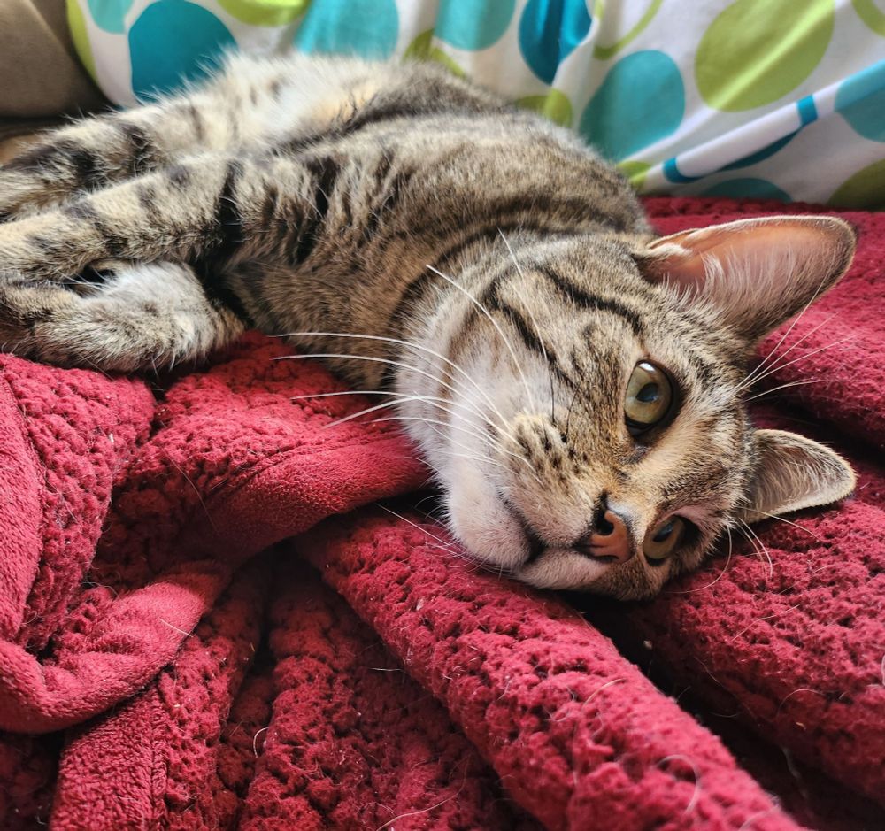 My Tabby cat, Donjo, is stretched out across the couch on top of a red blanket.