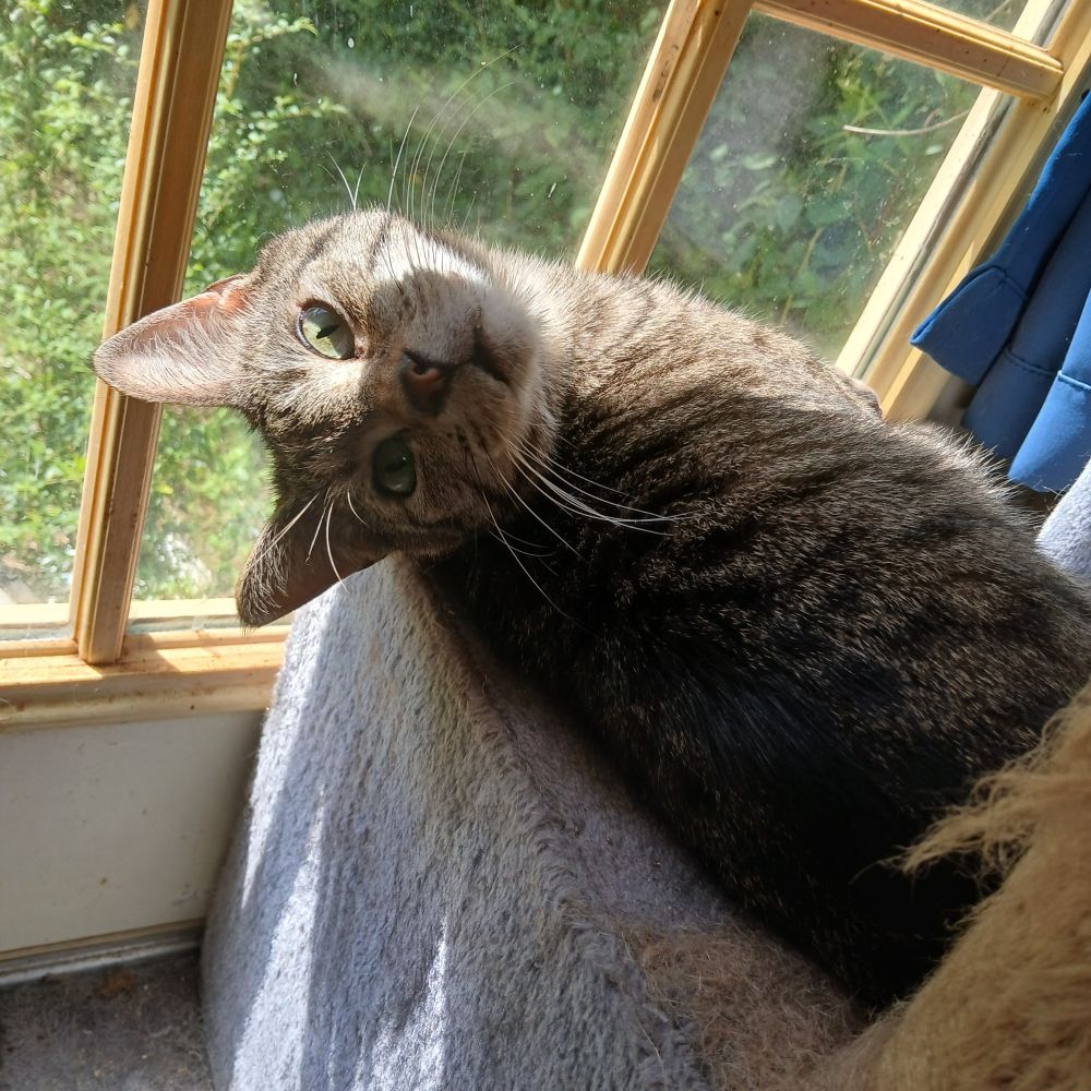 My tabby cat, Donjo, stretched out on the bottom cube of the cat tree in front of a window in the sunshine.