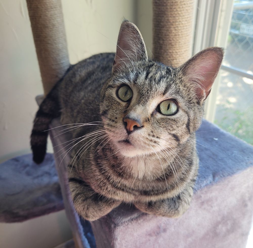 My tabby cat, Donjo, loafing on a cat tree by a window.