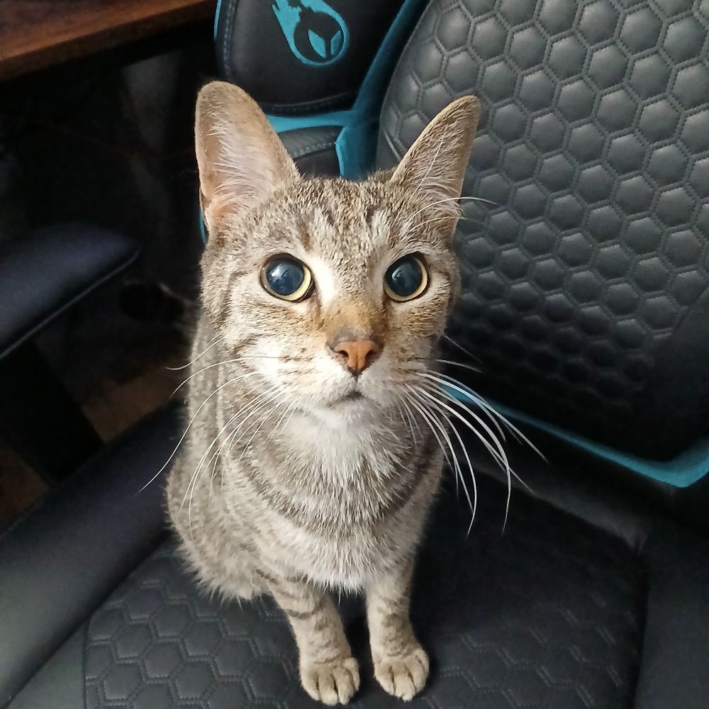 My tabby cat, donjo, is sitting in a black gaming computer chair with blue accents, looking into the camera.
