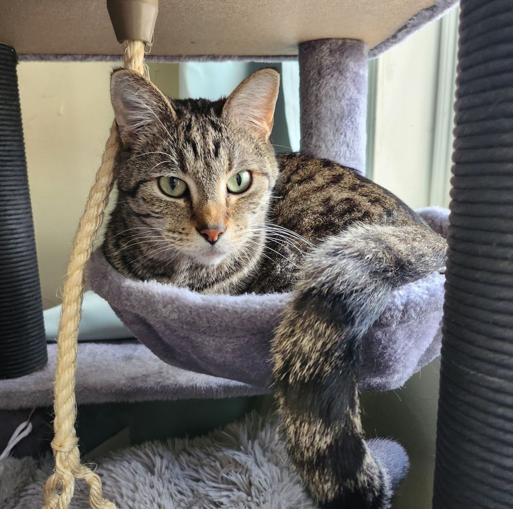 My tabby cat, Donjo, curled up in the bottom basket of his cat tree.