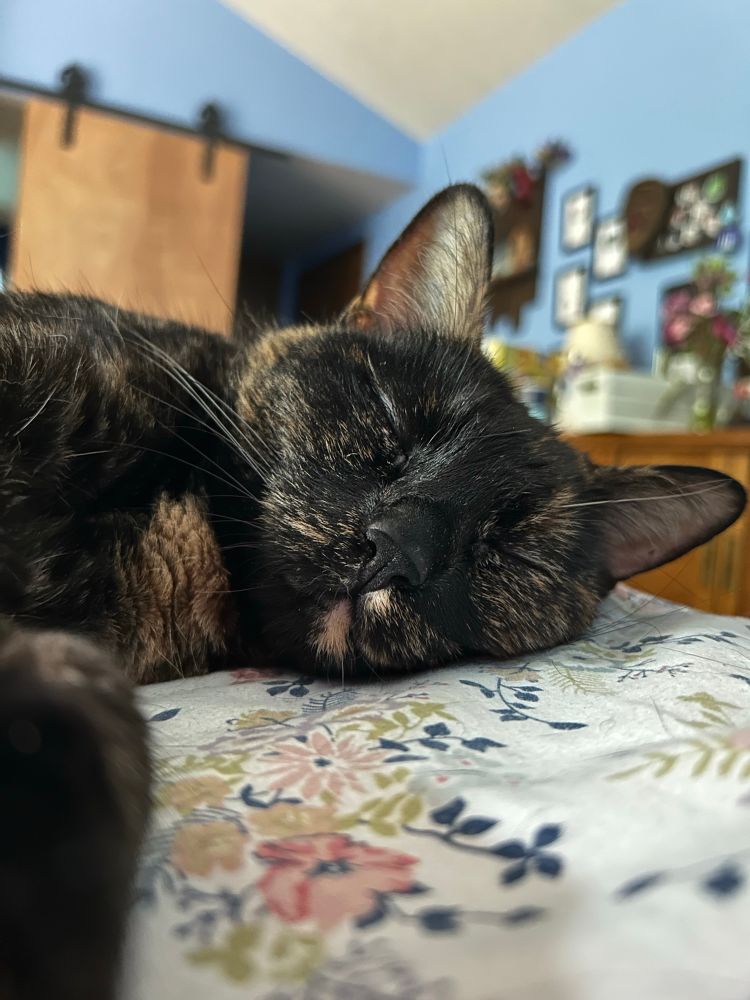 A tortie cats face while sleeping 