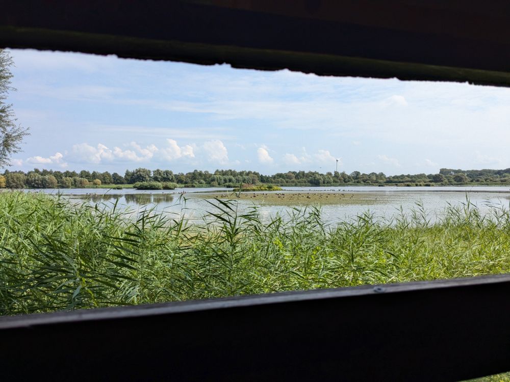 Aussicht von einer Beobachtungshütte: vorne Schilf und hinten eine Wasserfläche mit verschiedenen Vögeln