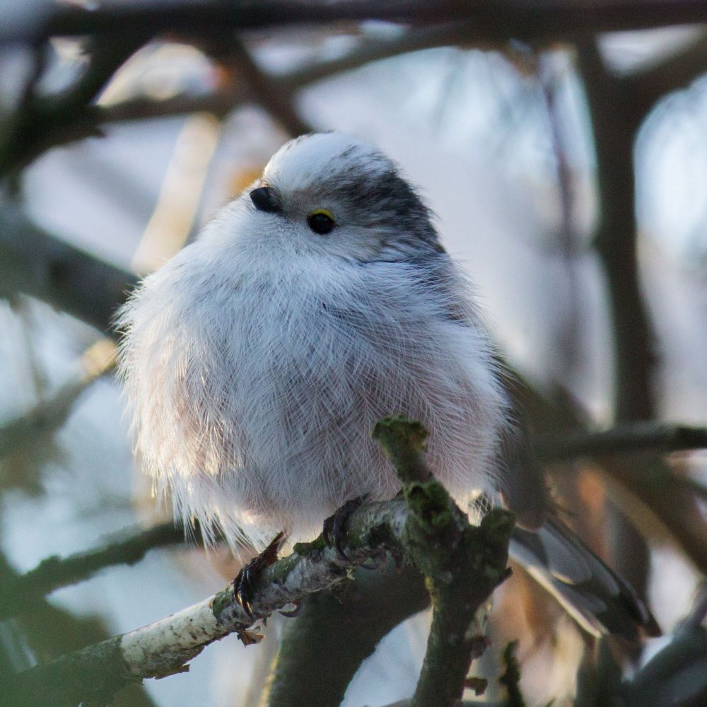 eine Schwanzmeise sitzt in einem Gebüsch und hat den Kopf bisschen nach rechts geneigt