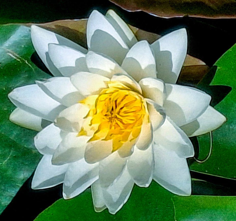 Large white water lily, with brilliant yellow stamen floating above deep green pond leaves.