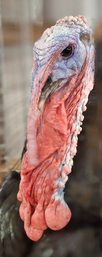 Large turkey, up close.