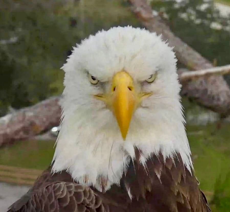 Angry bald eagle. 