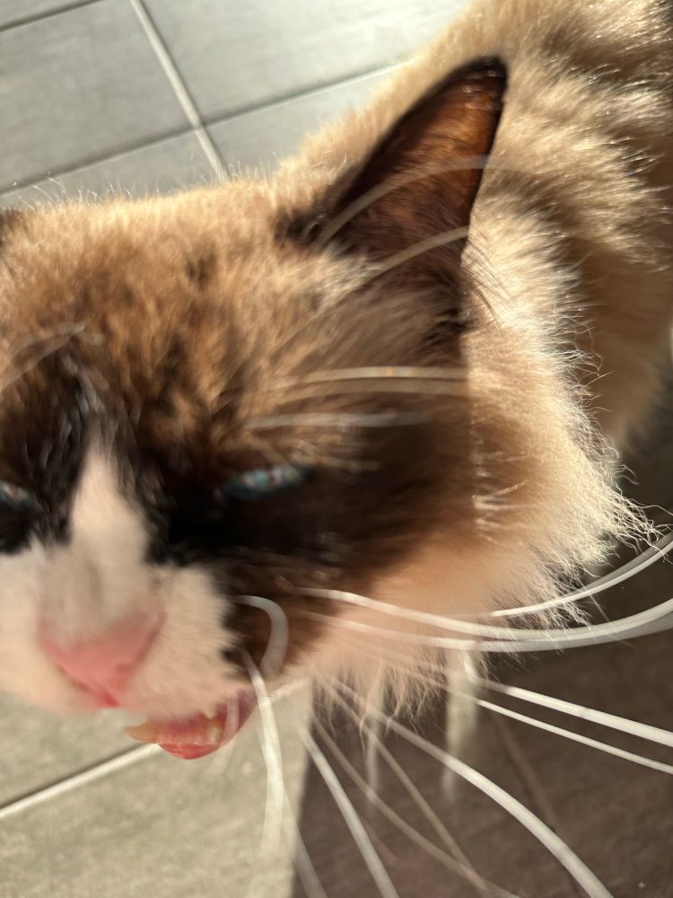 Close up of a brown/white cat mid-meow