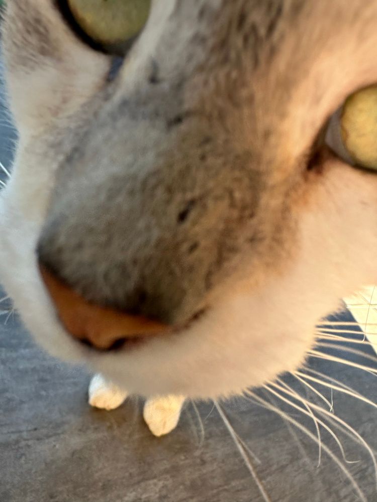 A close up of a white/grey cat nose