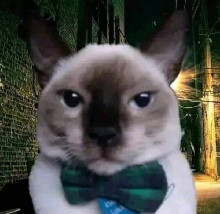 Siamese cat in a green bowtie 