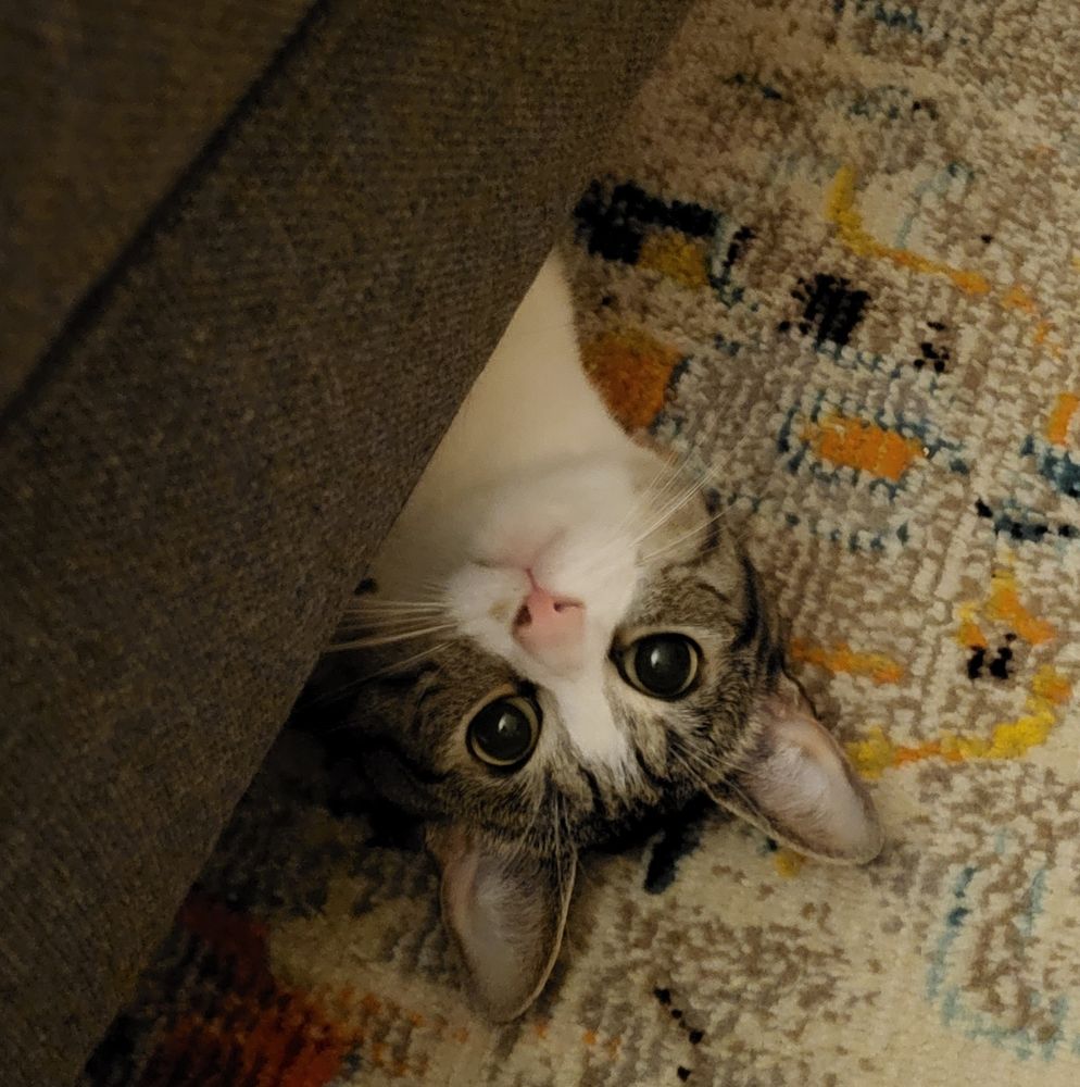 Cat peeking out from under an ottoman. 