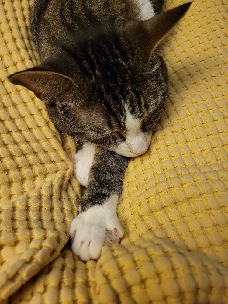 Sleepy kitty on a yellow blanket.