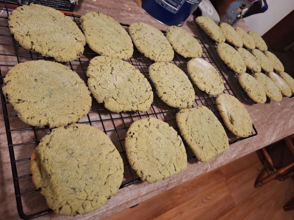 Two wire racks of 12 sugar cookies each sit cooling on a kitchen counter. They are a light shade green from being flavored with matcha and speckled throughout with black sesame seeds.