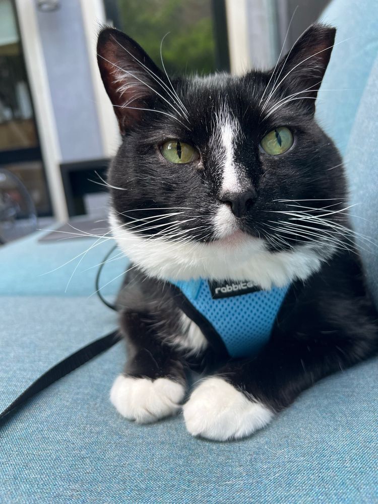 A handsome a fluffy tuxedo cat in a blue harness
