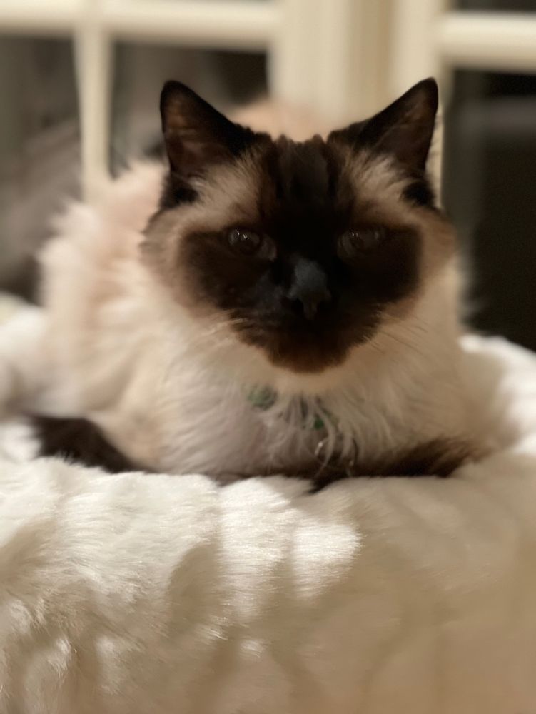 A ragdoll on a floofy perch stares calmly at the camera. His face looks like a downvote