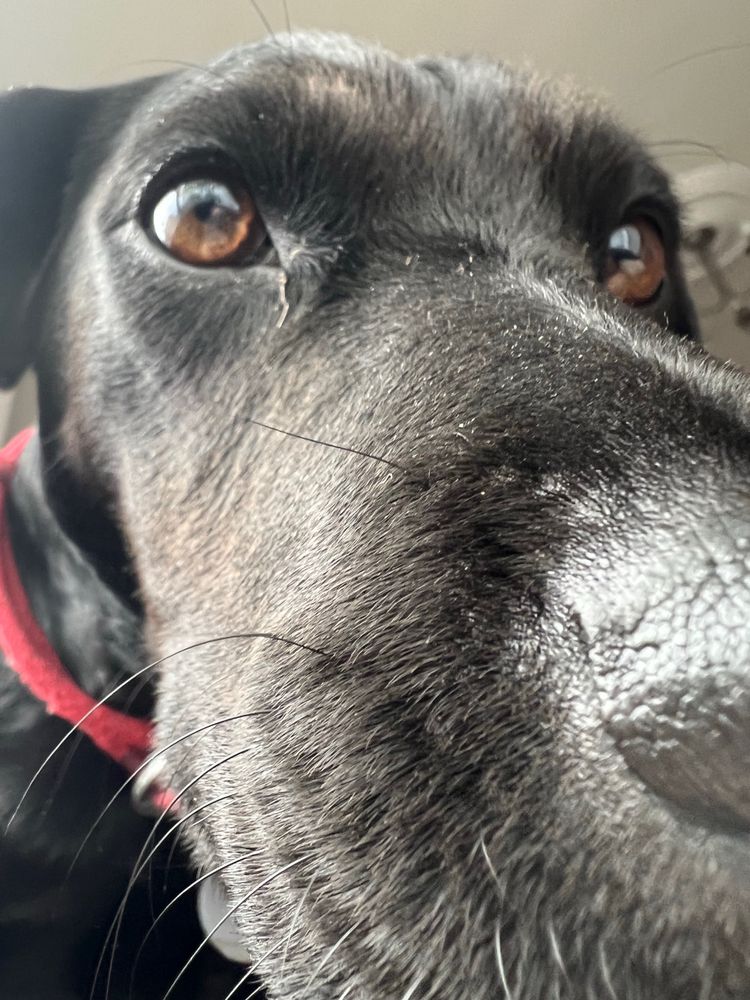 A close up of a black dogs snoot to boop