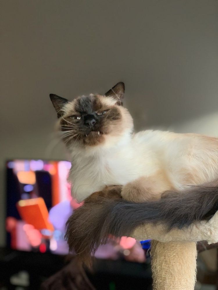 A ragdoll cat sneers at the camera (in reality he’s about to sneeze)