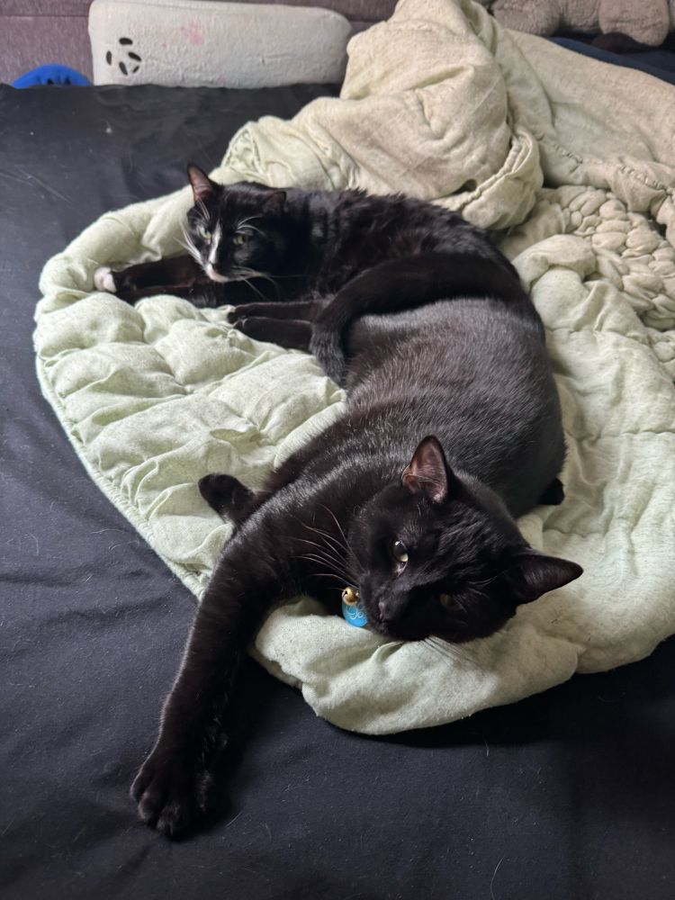 A tuxedo cat and a black cat cuddled butt to butt on a chartreuse blanket and black sheet