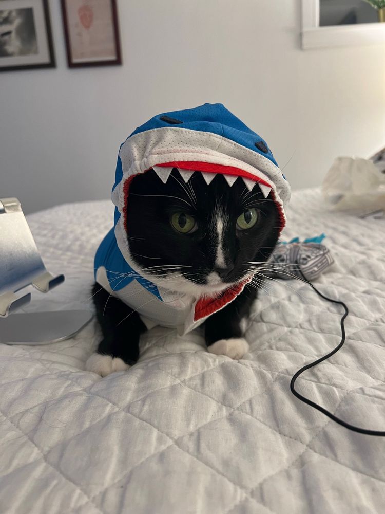 Batman looking mournful in a shark outfit
