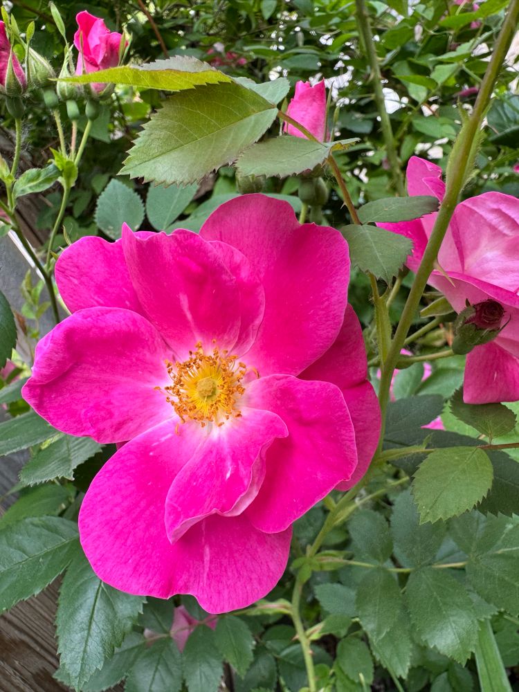 William Baffin climbing rose