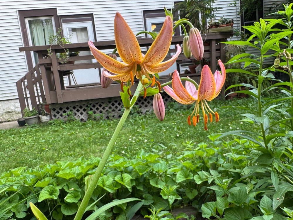 Martagon lily 