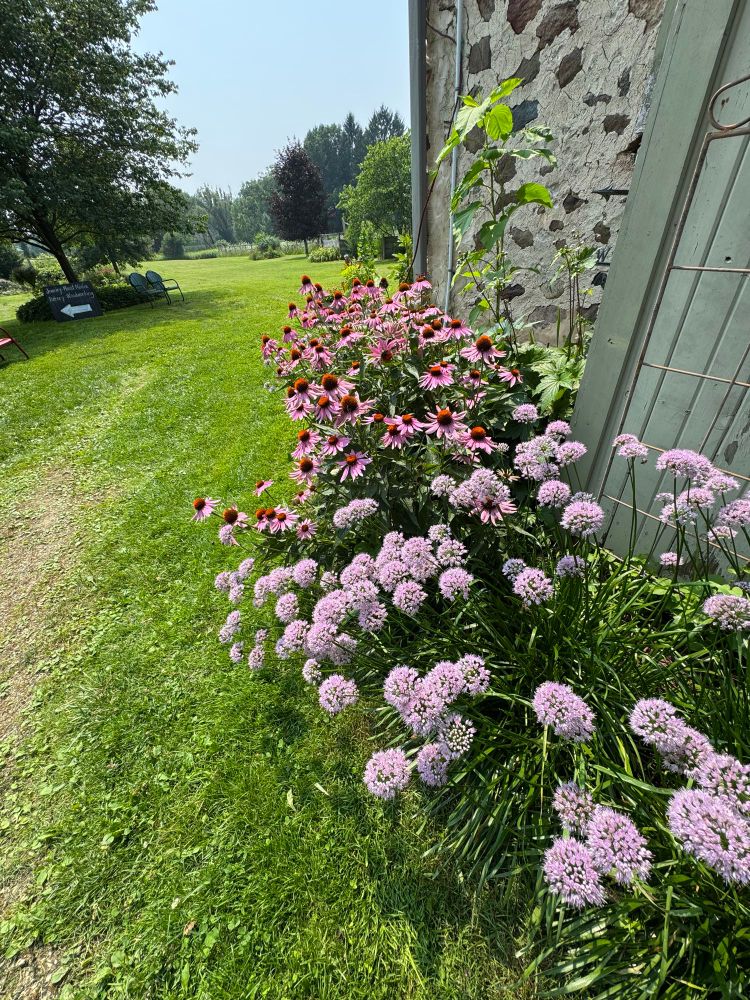Purple coneflower and purple alium. 