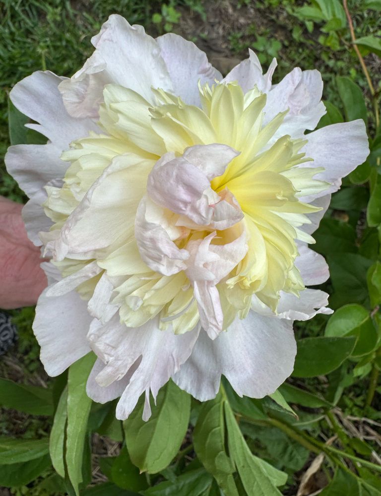 Pale pink outer and inner with creamy white fringy middle petals — peony.
