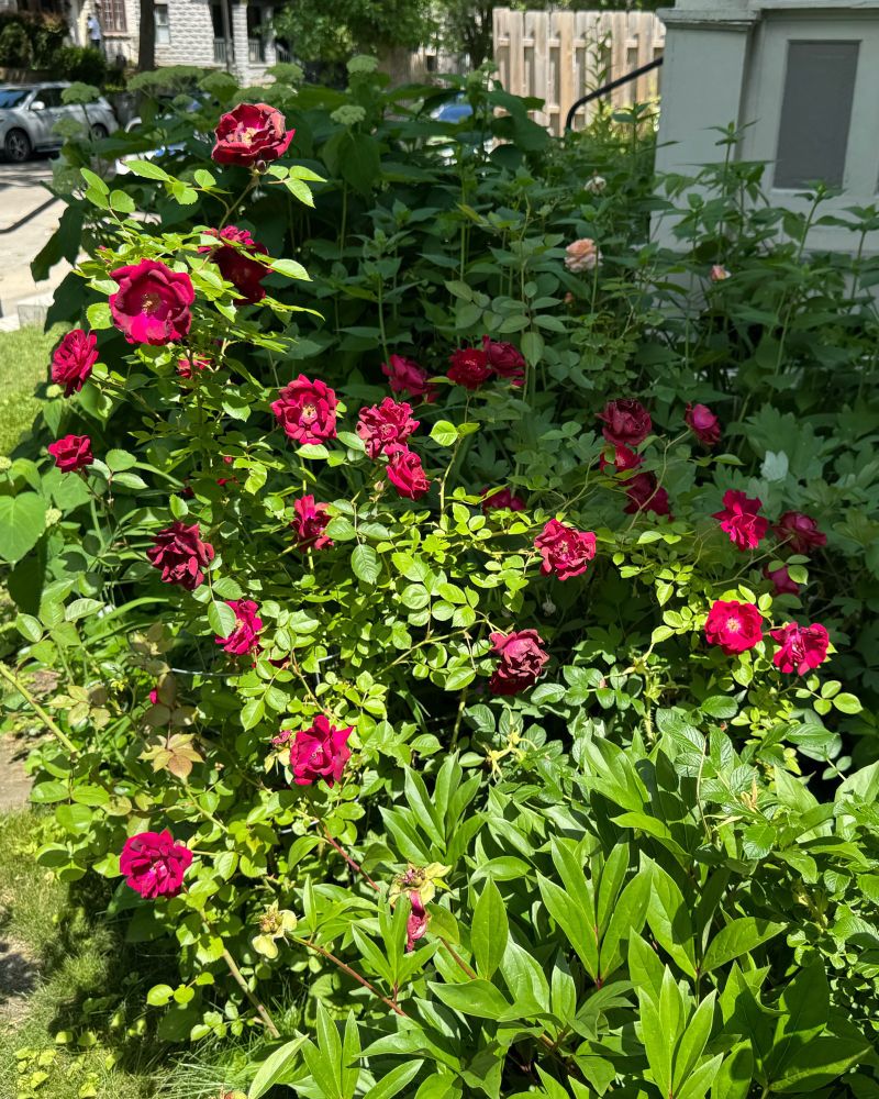 A dark red rose bush that I don’t remember planting! It has lots of small blooms. Very pretty.