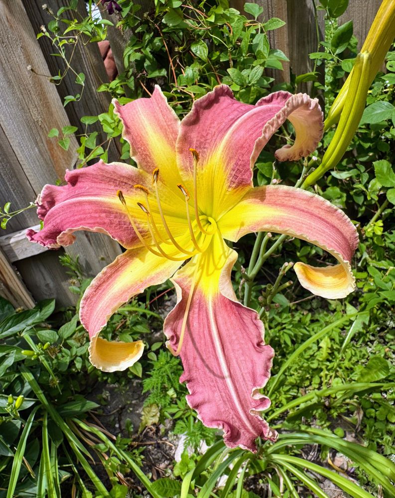 Spider style daylily with yellow center and curly dusty reddish brown petals