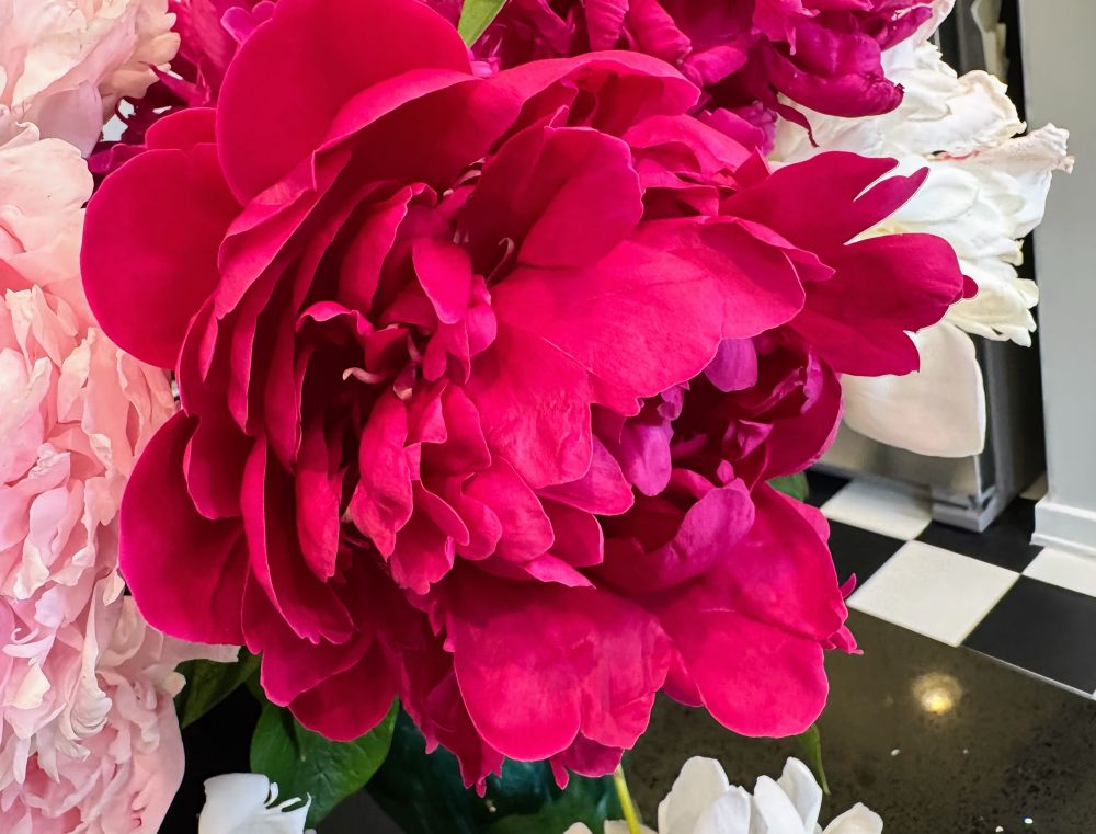Old fashioned red peony bloom.