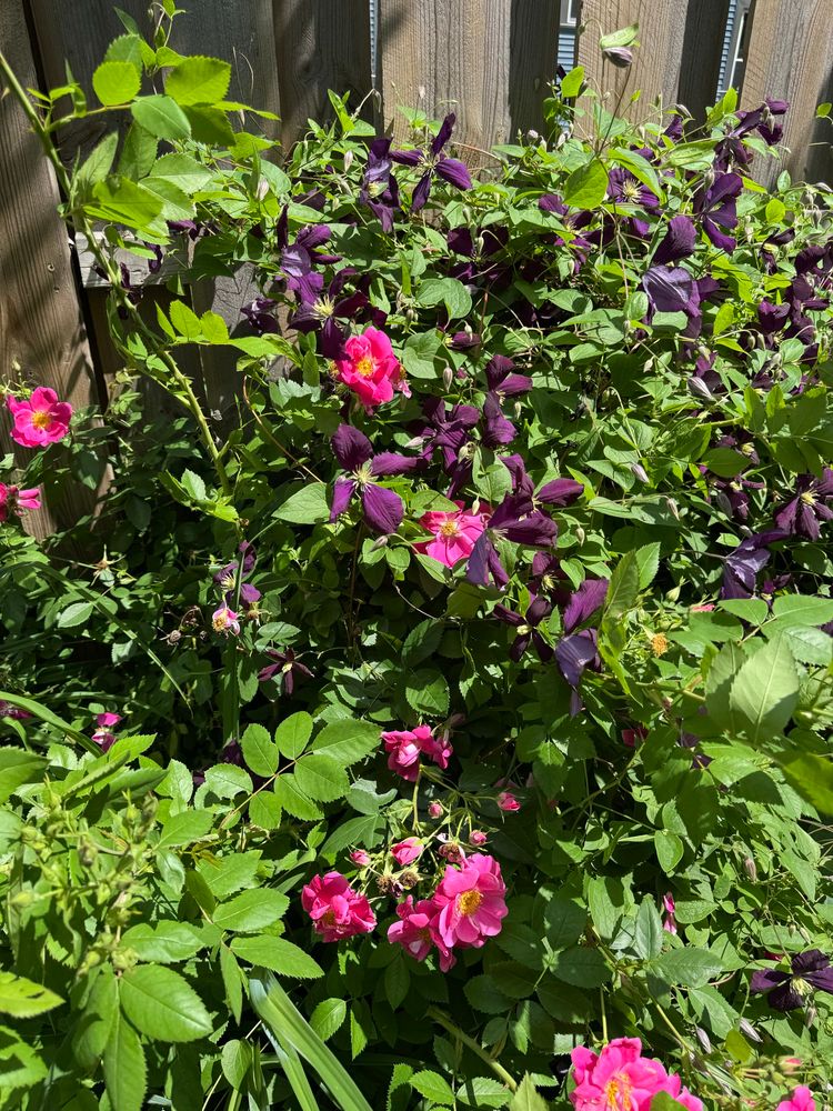 A purple clematis vine intertwined with a pink William Baffin climbing rose.