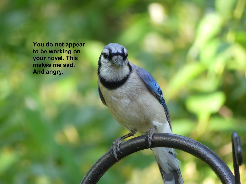 Angry looking blue jay saying, "You do not appear to be working on your novel. This makes me sad. Sad and angry."