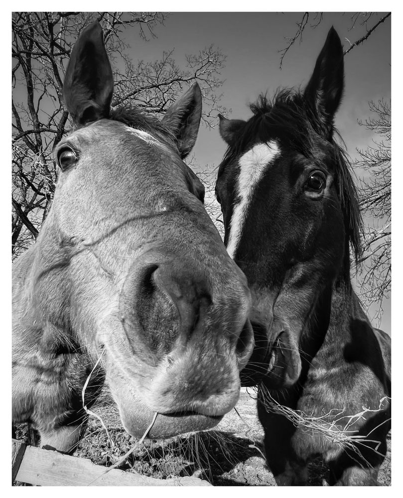 Horses