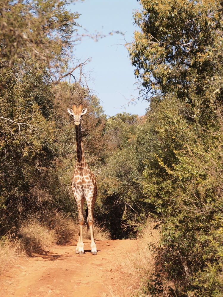 Photo of cute giraffe on a dirt road in the scrub forest 